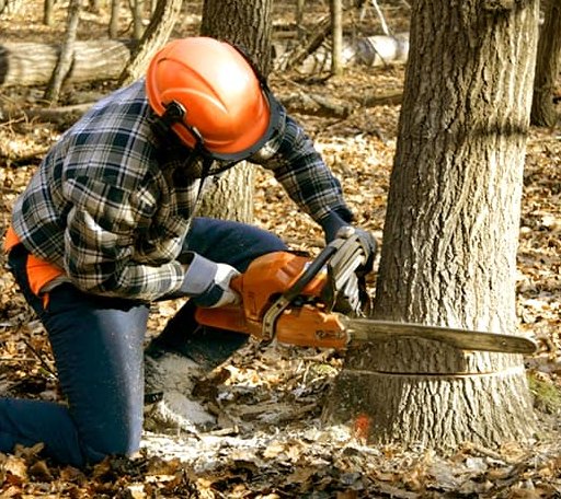Tree Removal in Fifty Lakes, MN